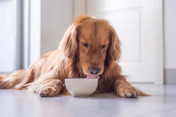 Probiotics For Dogs - Why Use Them?